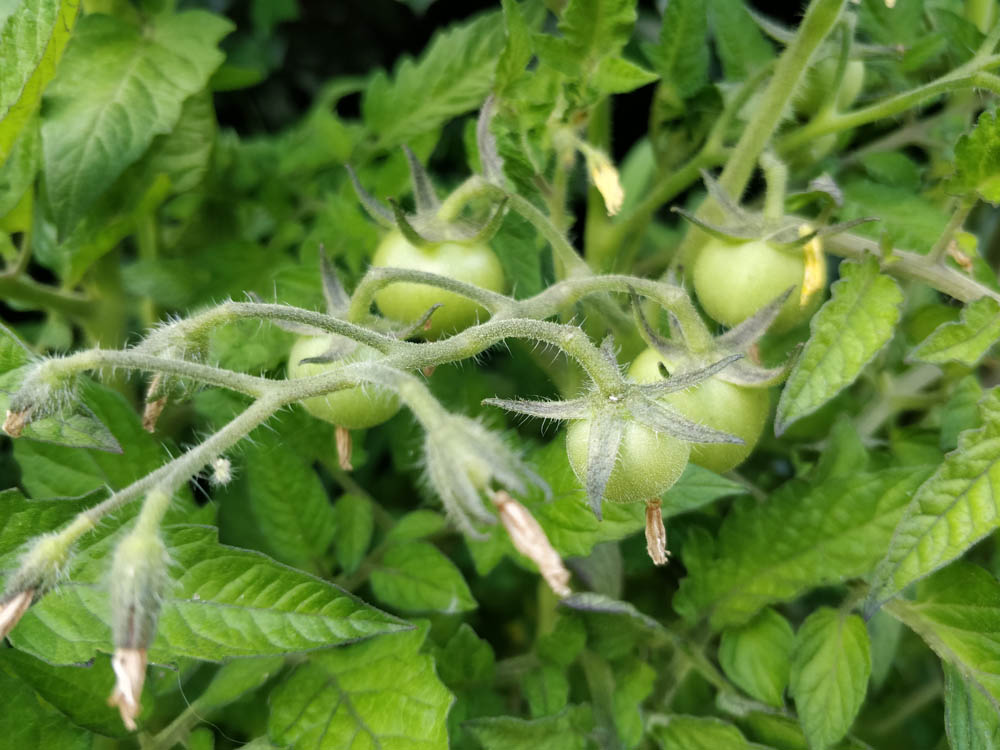 Tomaten - hier geht es zur Galerie