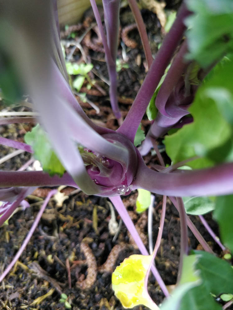 Kohlrabi