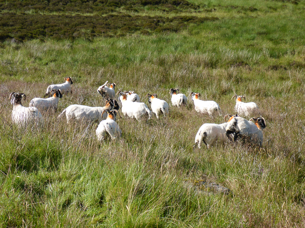 BarnesGap-18