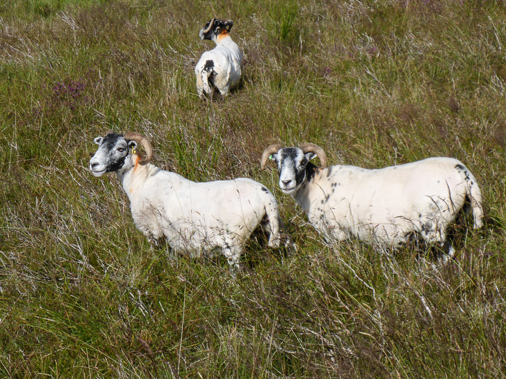 BarnesGap-19