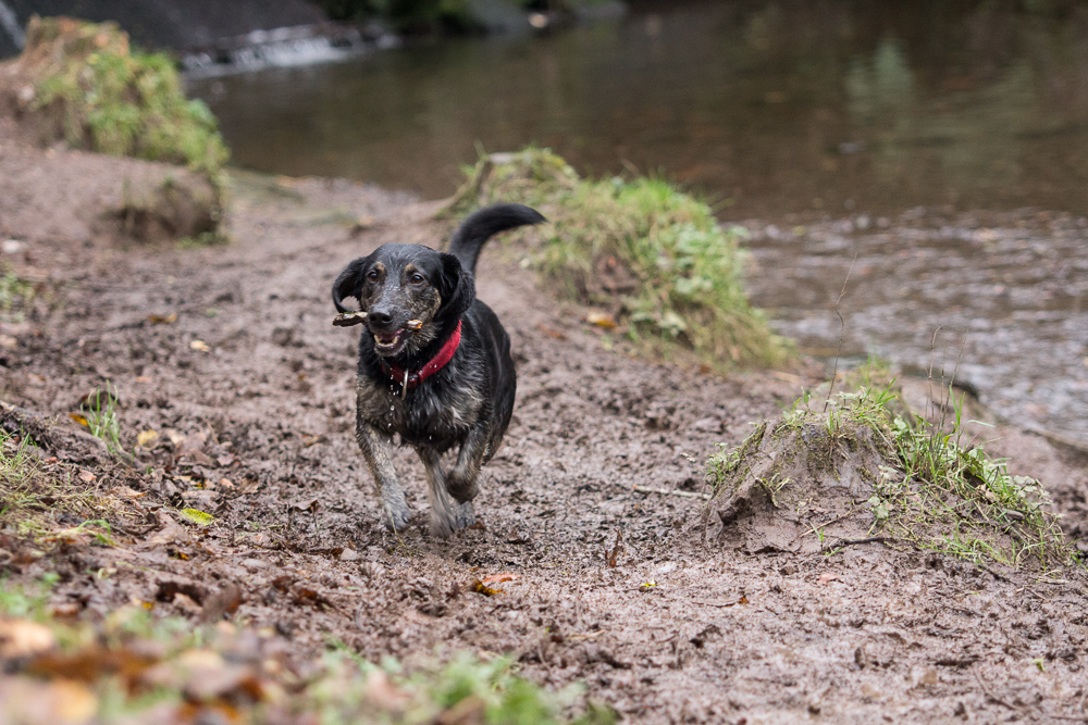 Belvoir Forest Park-023