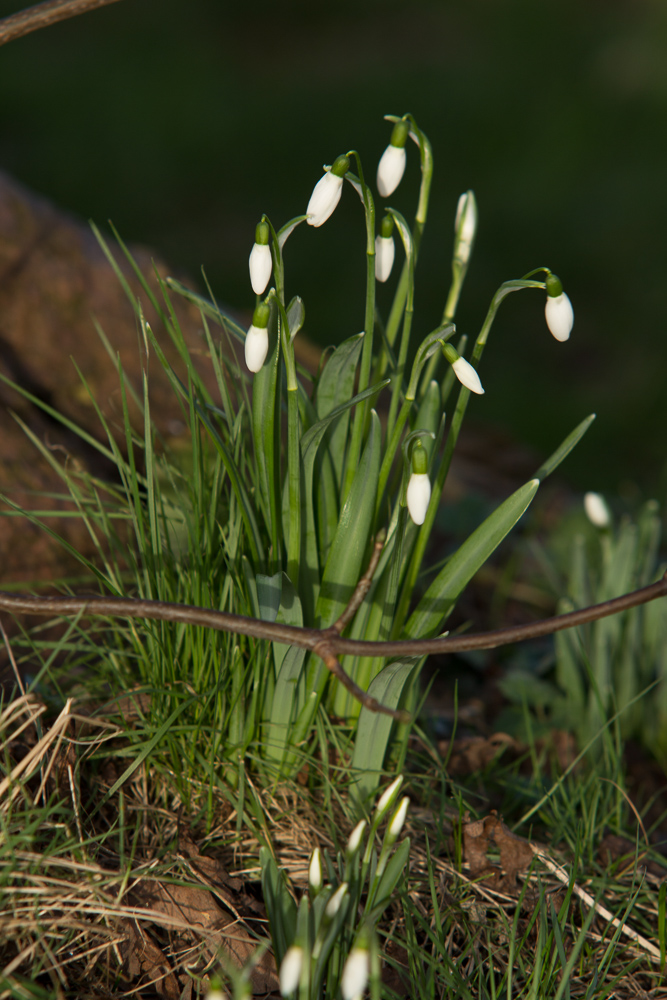 Frühlingsbeginn-002