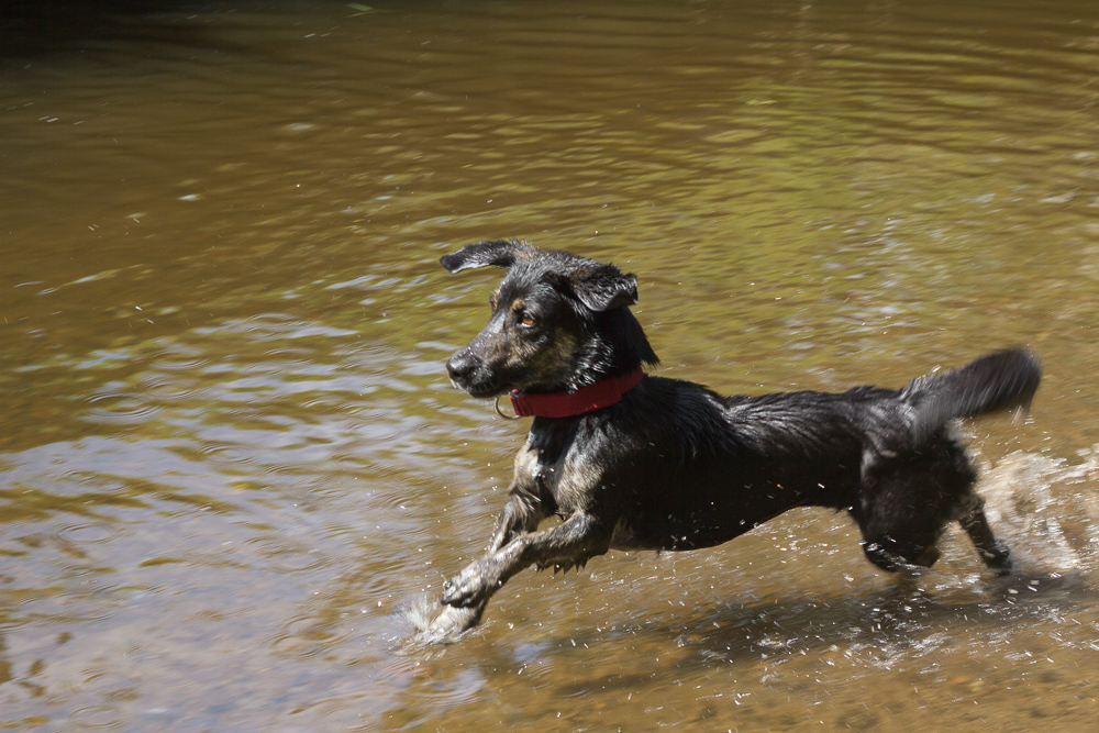 Hundespielplatz Minnowburn-010