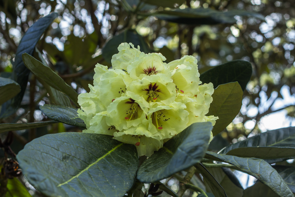 Mount Stewart-010