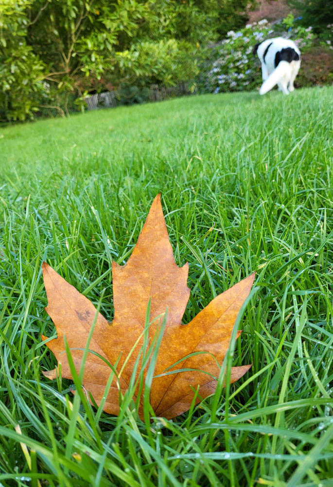 Herbstlaub