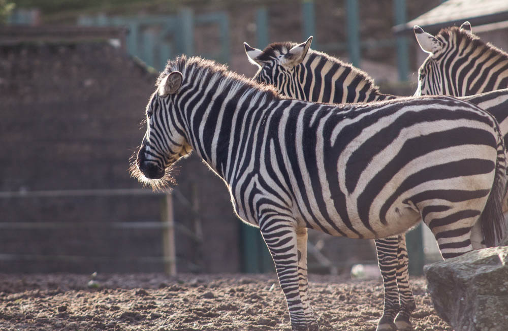 Zebrabart