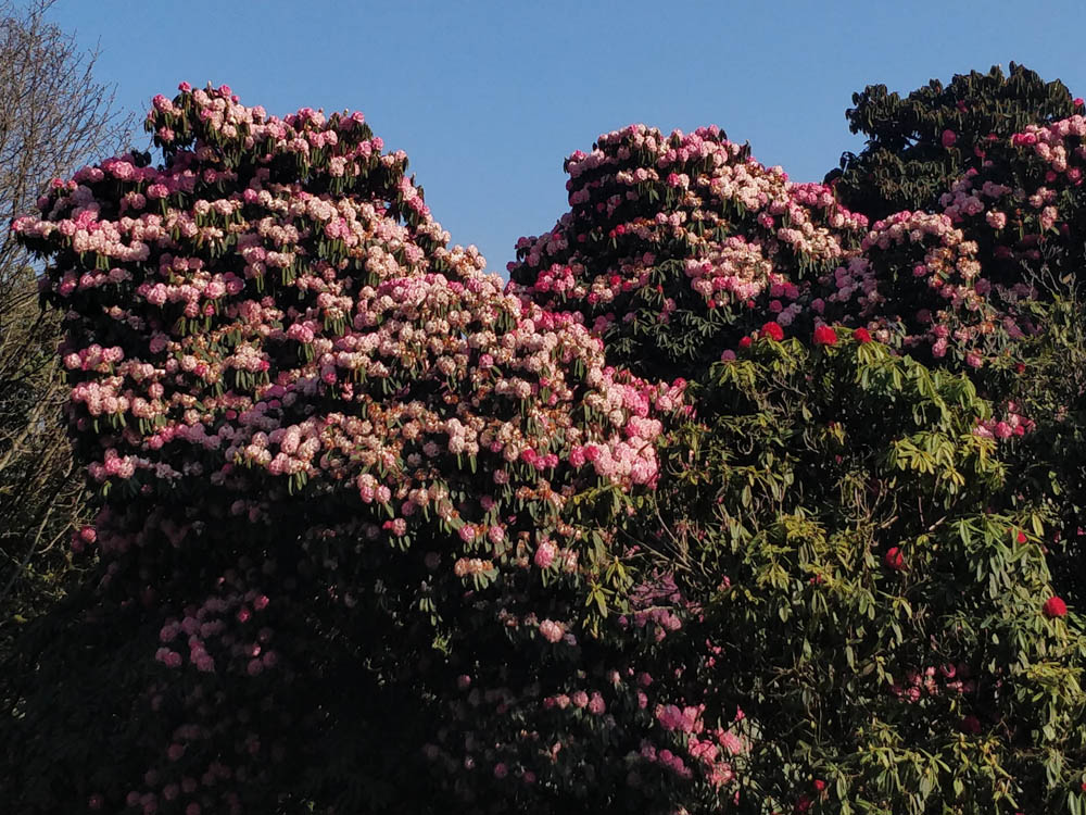 Rhododendren