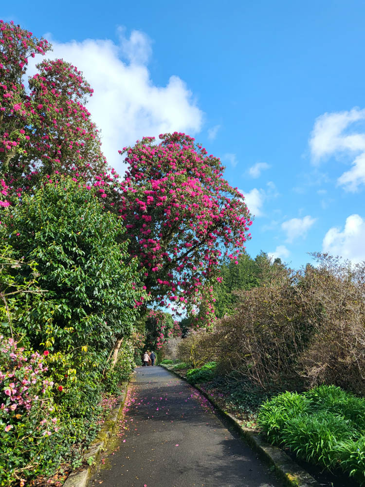 Rhododendren