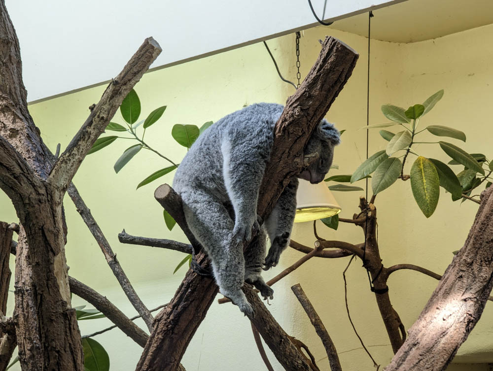 Koala im Tiefschlaf