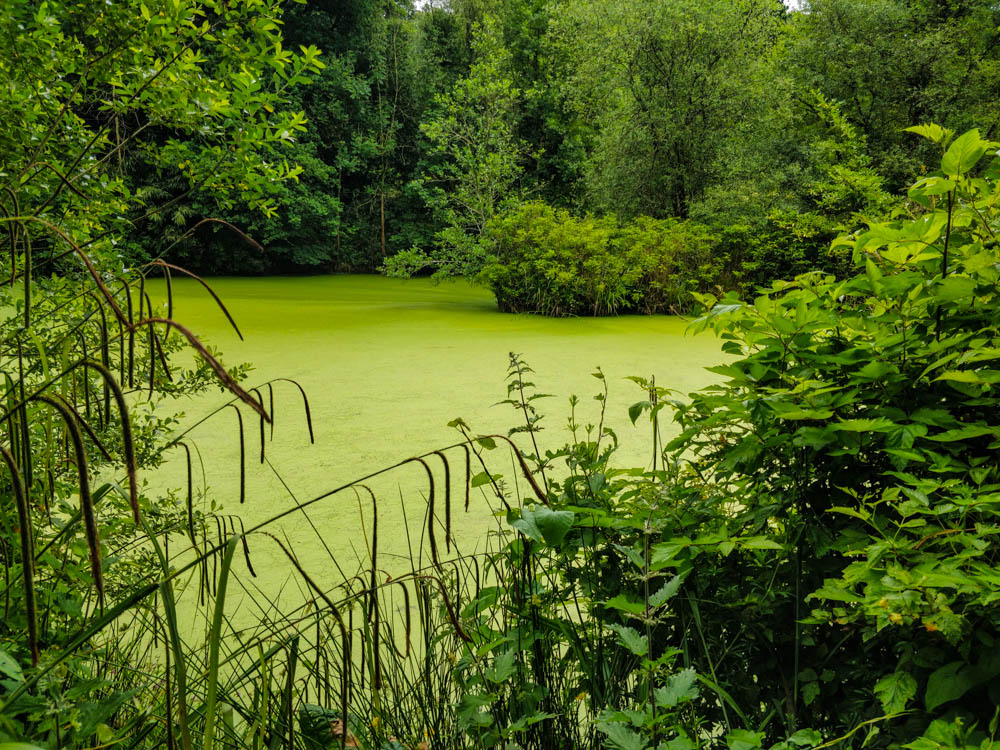 grüner See