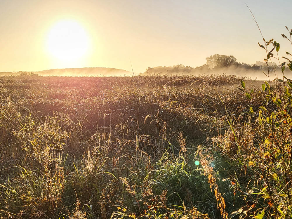 Morgennebel