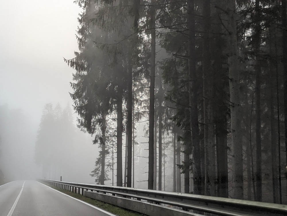 Wald im Nebel