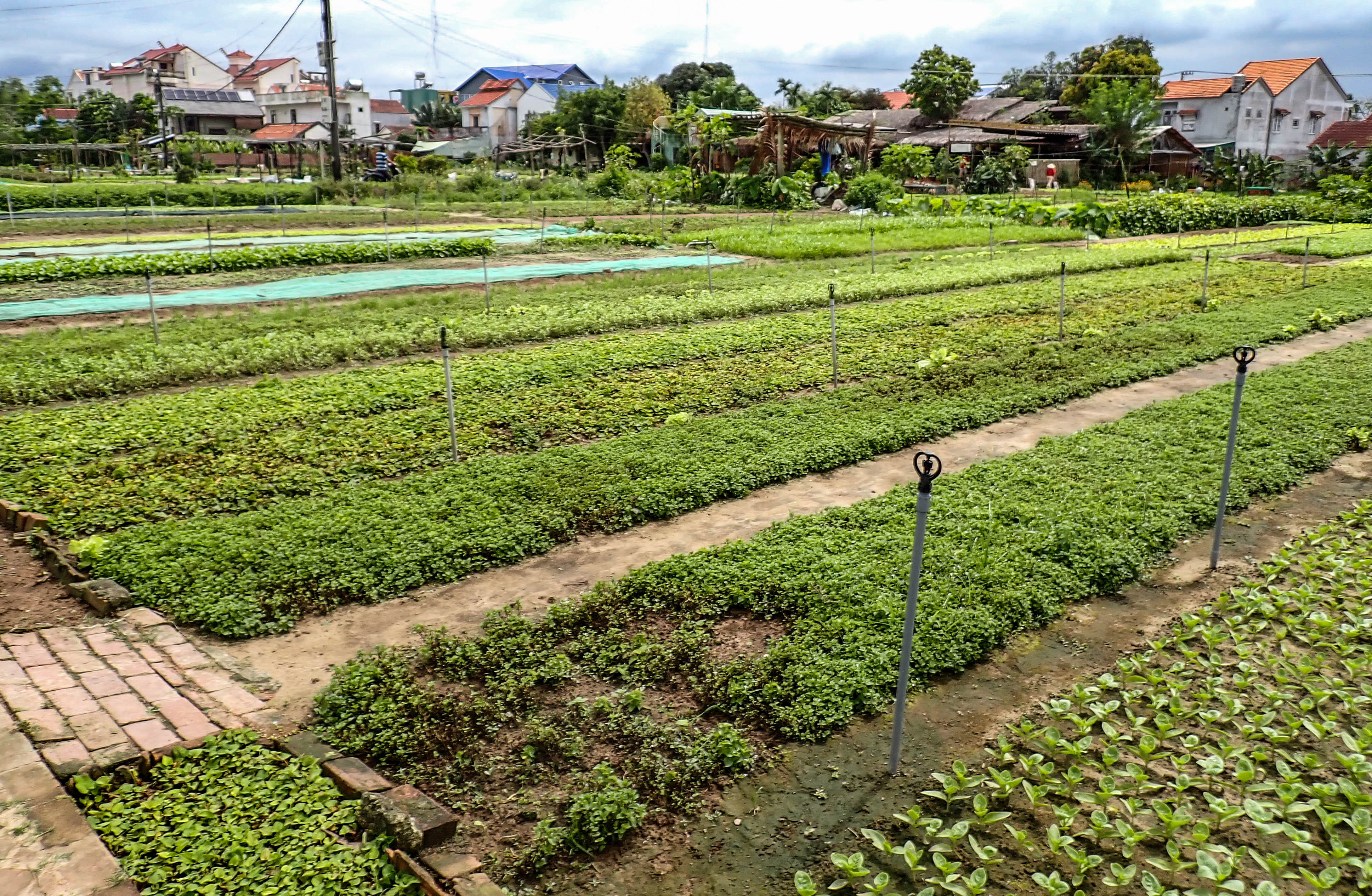 Vegetable Village