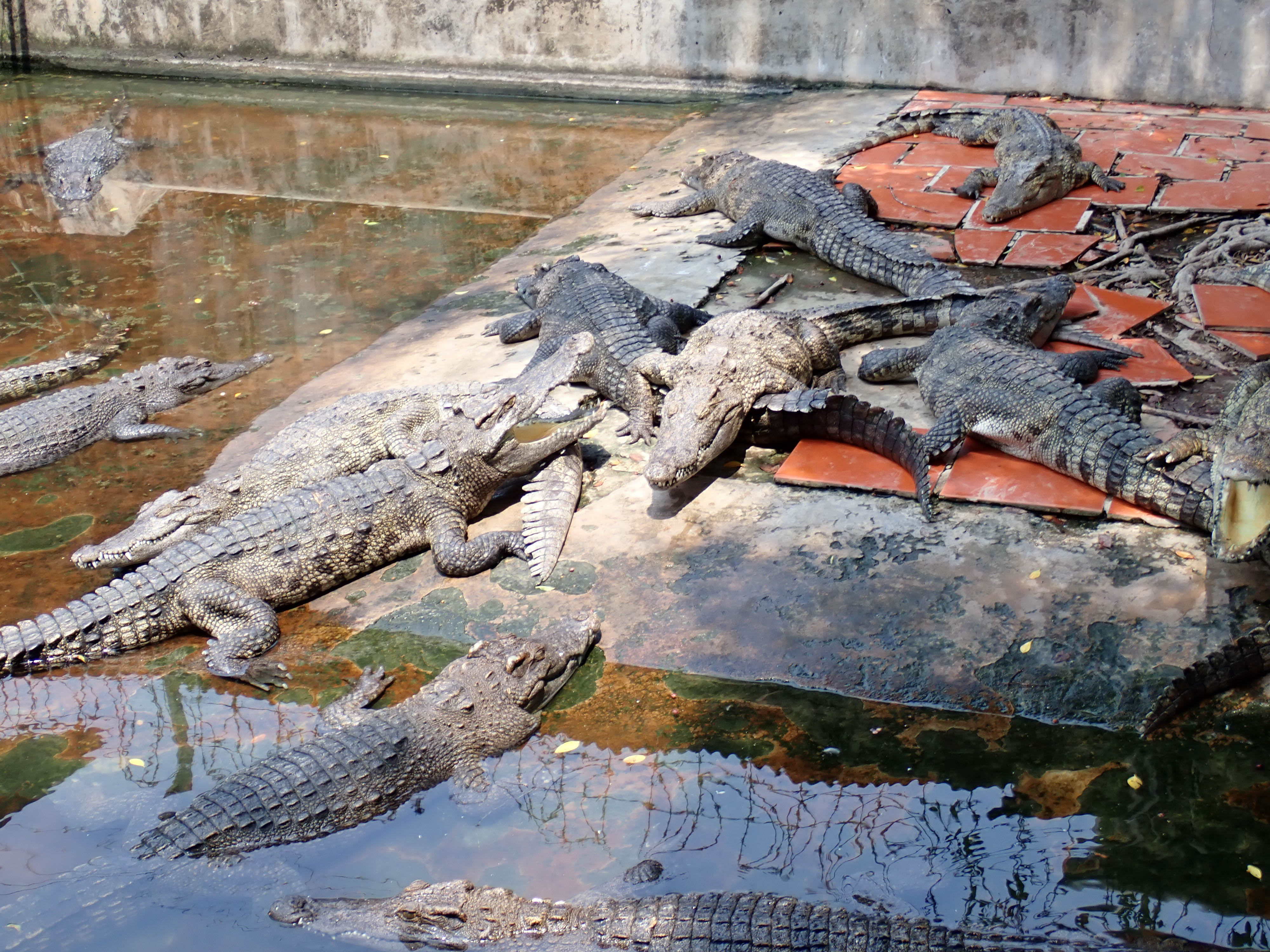 Krokodil