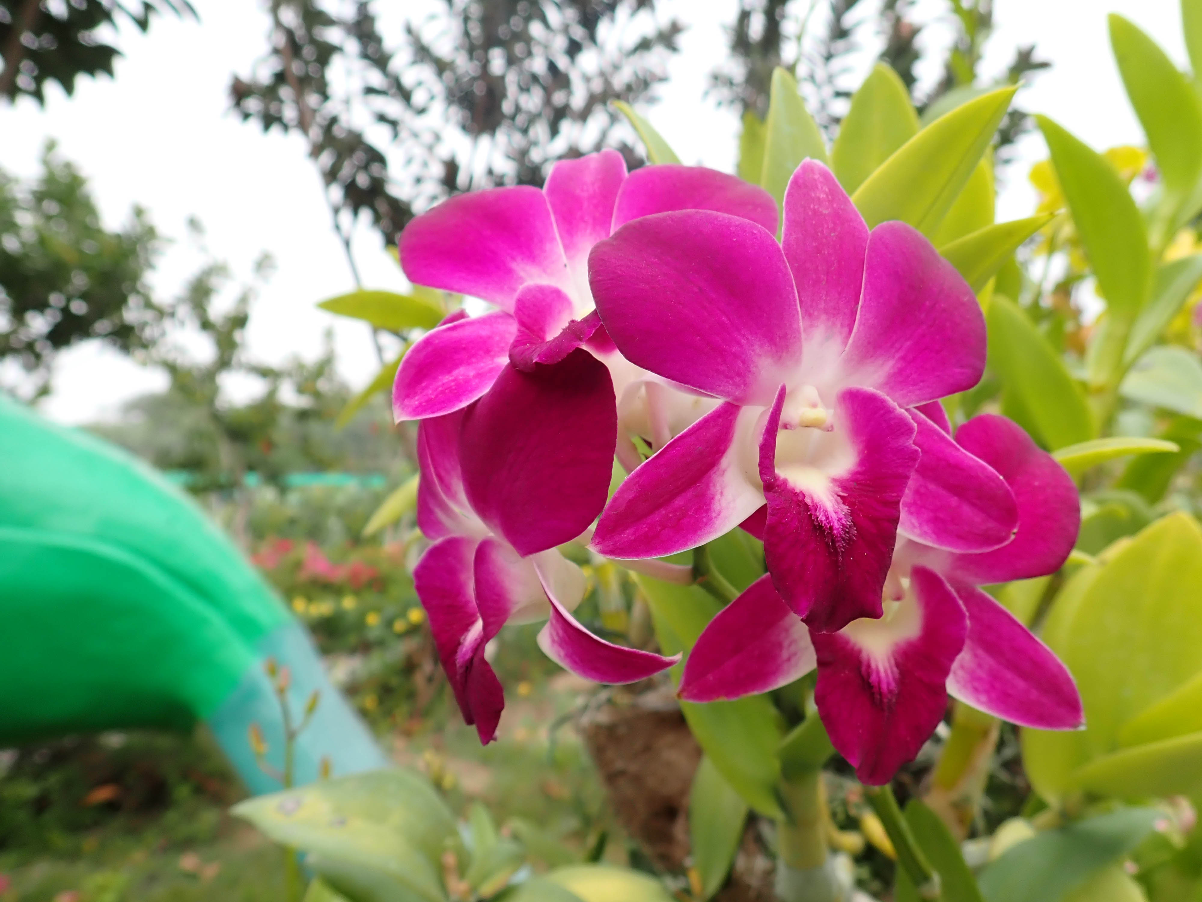 Orchideen