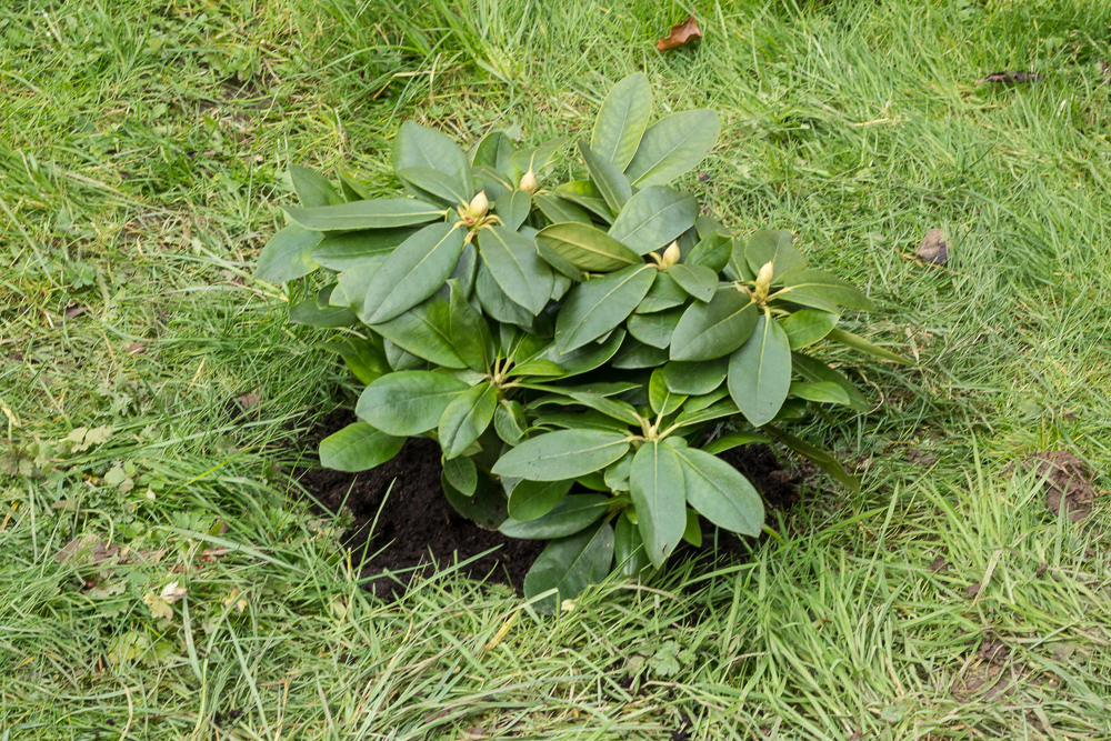 2016-03-08 Rhododendron-001